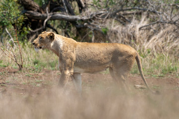 lion, femelle, lionne, Panthera leo, Afrique