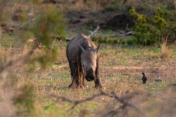 Rhinocéros blanc, jeune, white rhino, Ceratotherium simum, Parc national Kruger, Afrique du Sud
