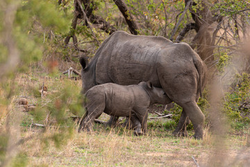 Fototapeta premium Rhinocéros blanc, femelle et jeune, white rhino, Ceratotherium simum, Parc national Kruger, Afrique du Sud