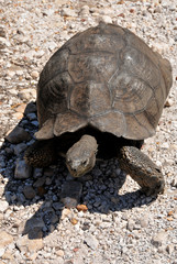 This mountain tortoise in Kogelberg Reserve in the Western cape of South Africa is one of the oldest tortoises in the world