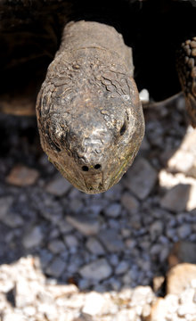 This close-up look on an ancient mountain tortoise in Kogelberg Reserve in the Western cape of South Africa which is one of the oldest tortoises in the world