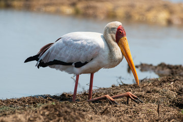 Tantale ibis, Mycteria ibis, Yellow billed Stork