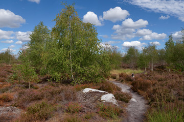 Heather and fern in the ecological reserve of Coquibus. Hiking trail in Fontainebleau forest