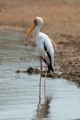 Tantale ibis, Mycteria ibis, Yellow billed Stork