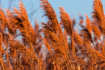 Trzcina pospolita  (Phragmites australis) w zachodzącym słońcu w Dolinie Baryczy © PeterG