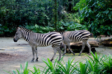 Fototapeta na wymiar Mountain Zebras at Singapore zoo