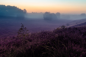 Westruper Heide, Heideblühen im Morgengrauen