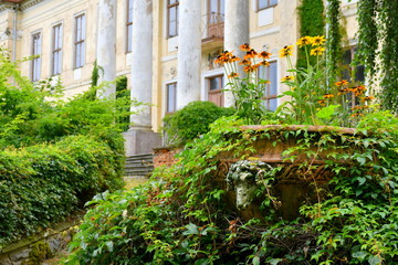 A close up on an ancient pot or vase being completely overgrown with leaves and shrubbery with a slightly visible head of a ram or a sheep made out of white plaster seen on sunny summer day in Poland