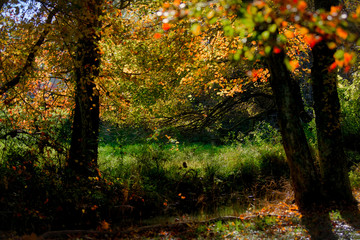 autumn in the forest