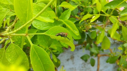 a fly on the leaf