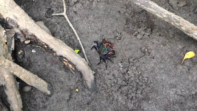 Beautiful Fiddler crab or Ghost crab with Red Claws Eat Some Food in Mangrove Forest at Low Tide. Small Crab Crawling in Big Wood Tree Roots in National Park in Pran Buri, Thailand