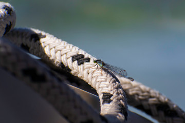 Damselfly on Coil of Rope