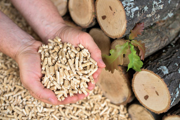 Man holds wooden pellets. Oak leaves and wood