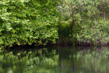 Fototapeta na wymiar green river bank, beautiful calm natural landscape