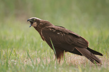 Błotniak stawowy © arek0michalak