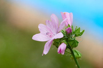 Wilde Malve (Malva sylvestris)