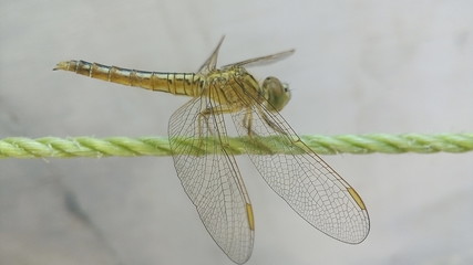 close up of dragonfly