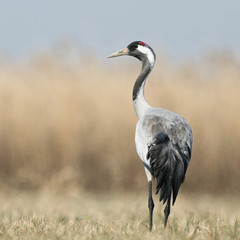 Portrait of a crane standing in a meadow