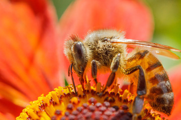 Honey bee covered with yellow pollen drink nectar, pollinating orange flower. Inspirational natural floral spring or summer blooming garden background. Life of insects. Macro close up selective focus.