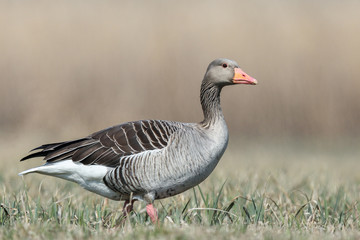 Greylag goose on the meadow