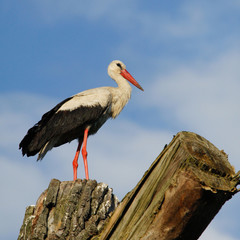 A white stork perched on a tree stump against a blue sky