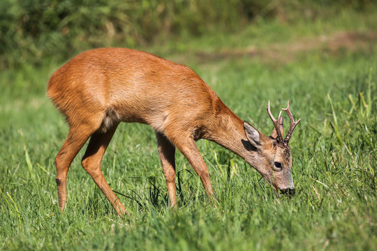 Roe deer eating fresh grass