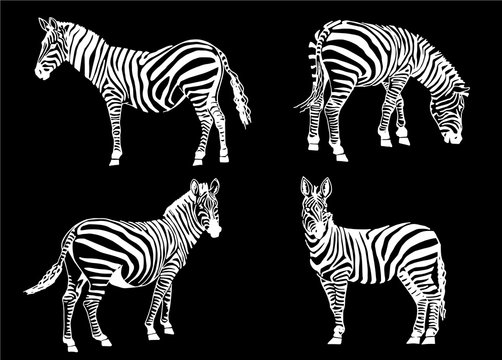 Vector set of zebra isolated on black,graphical illustration