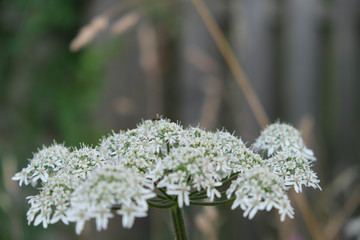 Weiße Pflanze in wilder Blumenwiese