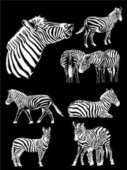 Fototapeta na wymiar Vector set of zebra isolated on black,graphical illustration