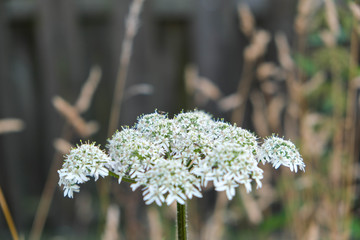 Weiße Pflanze in wilder Blumenwiese