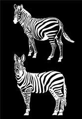 Fototapeta na wymiar Vector set of zebra isolated on black,graphical illustration