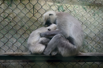 Two cute monkeys sitting on a wooden perch.