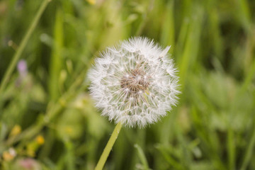 Pusteblume vor grünem Hintergrund
