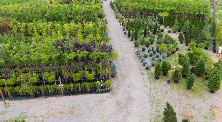 Different ornamental plants on the local farm to grow seedlings of trees and shrubs. A set of beautiful plants, a view from above. Plants from Ukraine