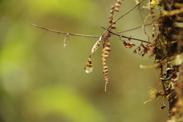 Drop of water