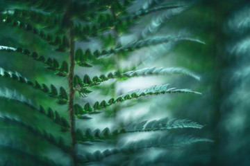 green fern leaf vintage lens rendering