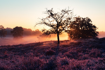 Obraz premium Westruper Heide, Heideblühen, Sonnenaufgang