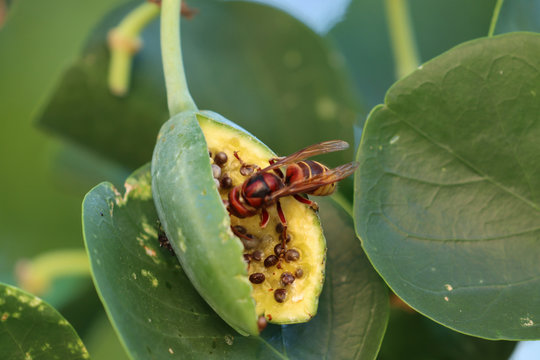 insetto calabrone su cucunci seme del cappero