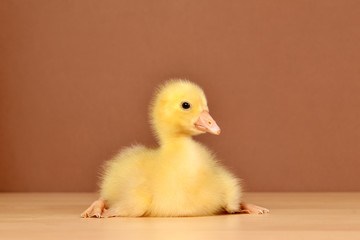 Portrait of a cute little goose, close-up, isolated on a brown background. An isolated little cute yellow goose sits on a brown table and looks