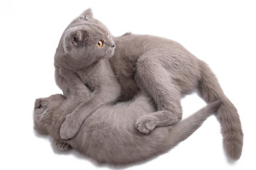 Scottish fold cat lies hugging with her kitten isolated on white