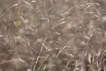 Thin dry twigs of the plant are brown in the open air in daylight. Texture of dry fine grass. Dried Hay Texture.