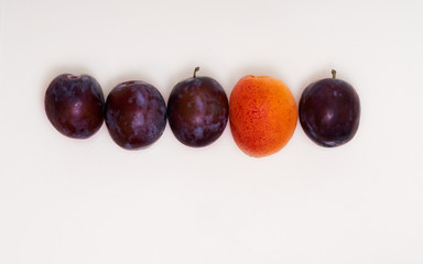 Several plums in the line and one apricot inside the row on white background   