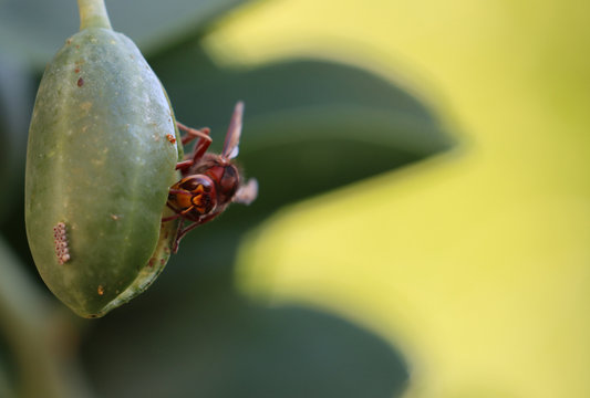 insetto calabrone su cucunci seme del cappero