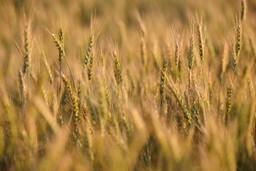 golden wheat field and sunny day. Golden ears of wheat are planted in the field. Wheat is ready for harvest
