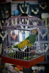Bird in cage