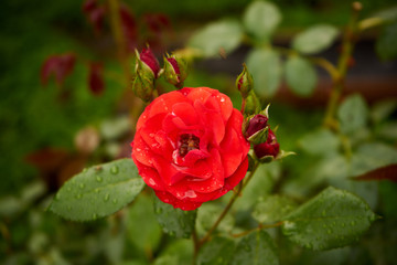 czerwona róża , Rosa