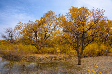 Beautiful golden trees at Jinta Desert Populus Euphratica Huyang forest, Jiuquan, China