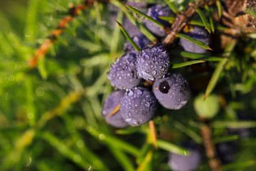 Wacholder im Morgengrauen mit Tropfen