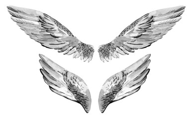 Fototapeta premium Watercolor vintage set angel wings