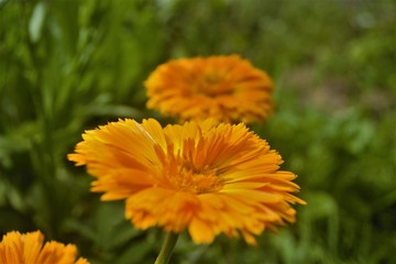 
yellow flowers in the grass